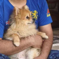 سگ پامرخرسی عروسکی پرتقالی