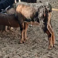 گوسفند نر