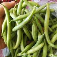 لوبیا سبز