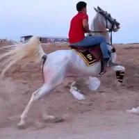 مادیان سواری دار فروشی