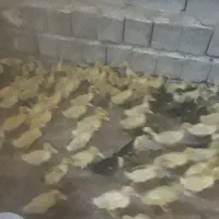 مرغ تخمگزار