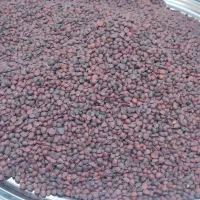 فروش تخم انجک کیلویی ۴۰۰