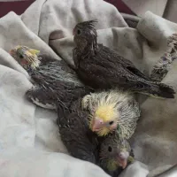 عروس هلندی سرلاکی آماده برای صحبت کردن ودستی