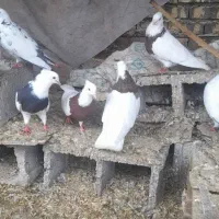 کبوتر توقی هفت رنگ
