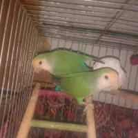 معاوضه ماده به نر
