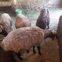 میش چاق