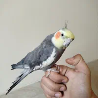 عروس هلندی