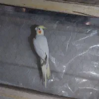 عروس هلندی