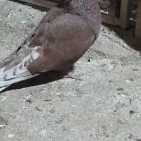 کبوتر|پرنده|گرگان, |دیوار