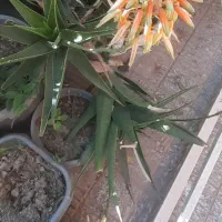 گیاه آلوئه شاخ بزی