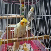 عروس هلندی