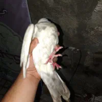 ماده