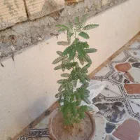 نهال فقط معاوضه همراه گلدان