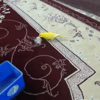مرغ عشق|پرنده|دورود, |دیوار