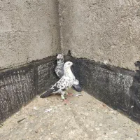 کفتر بزک