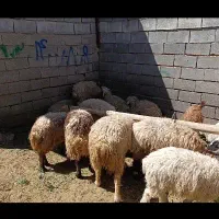 بره
