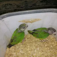 جوجه طوطی سنگال