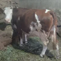 گاو سمنتال شرابی اصل