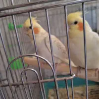 عروس هلندی نر و ماده با قفس و پایه فروش فوری