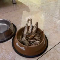 ماهی خشک شده