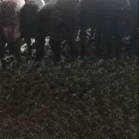 بره شال