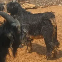کهره نر