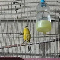 عروس هلندی قناری