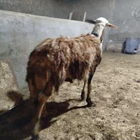 بره قورچ پلنگی اتوبوسی