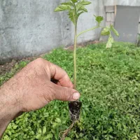 نشا گوجه فرنگی فلفل کدو خربزه بادمجان بامیه