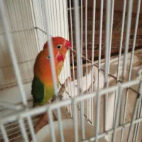 جفت طوطی برزیلی دستی