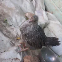 سه عدد جوجه گلپایگانی سالم و زیبا