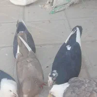 یک جفت پلنگ