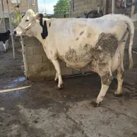 گاو ماده سمینتال شیری اصیل آبستن