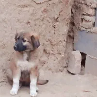 سگ ماده واگزاری