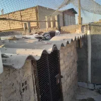 نرسرورپرشی