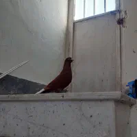 جفت دم سفید کرمونی