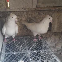 فروش کبوتر