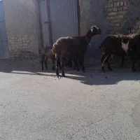 میش دوقلوزا بابره فروشی