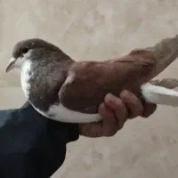 پشت سرخ بپر