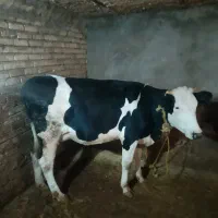 گاو  گوسالە