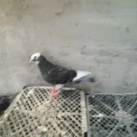 کبوتر