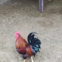 خروس  گلین وچهل تاج