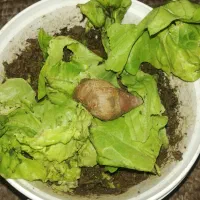 حلزون آرایشی