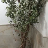 گل خارجی ودرختچه