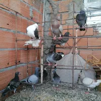 کبوتر مسافتی جوجه ده عدد از بهترین نسل
