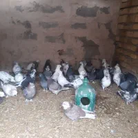 کبوتر تهرانی