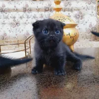 اسکاتیش نر و ماده