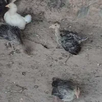جوجه بوقلمون