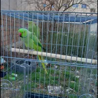 فروش طوطی ملنگو