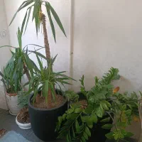 گل یوکا و زانفولیا